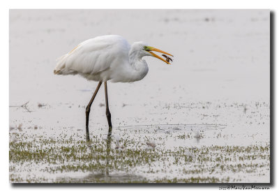 Grote Zilverreiger - Great Egret