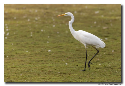 Grote Zilverreiger - Great Egret