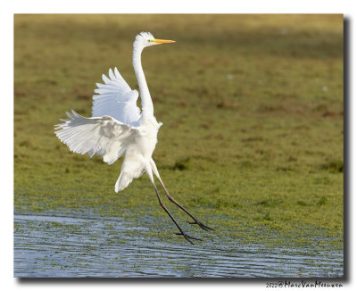 Grote-Zilverreiger_08252022_ABH__A0A8308-CR3_DxO_DeepPRIME.jpg