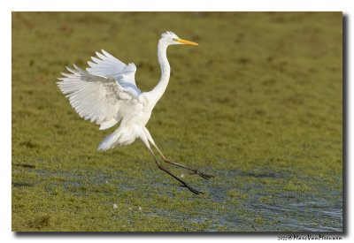 Grote Zilverreiger - Great Egret