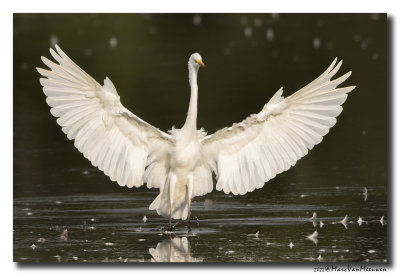 Grote Zilverreiger - Great Egret