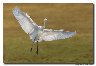 Grote Zilverreiger - Great Egret