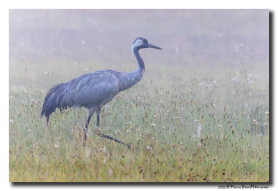 Kraanvogel - Crane