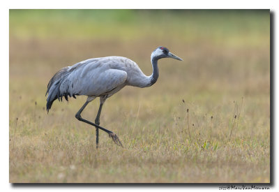 Kraanvogel - Crane