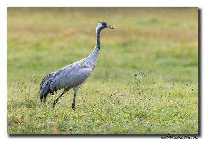 Kraanvogel - Crane