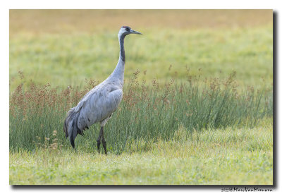 Kraanvogel - Crane