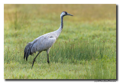 Kraanvogel - Crane