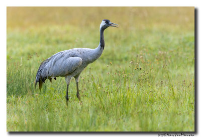 Kraanvogel - Crane