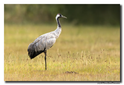 Kraanvogel - Crane