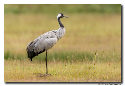 Kraanvogel - Crane 