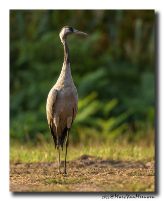 Kraanvogel - Crane