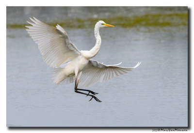 Grote Zilverreiger - Great Egret
