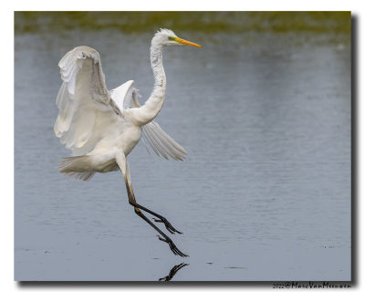 Grote Zilverreiger - Great Egret