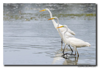 Grote Zilverreiger - Great Egret