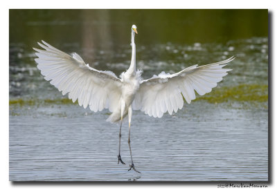 Grote Zilverreiger - Great Egret