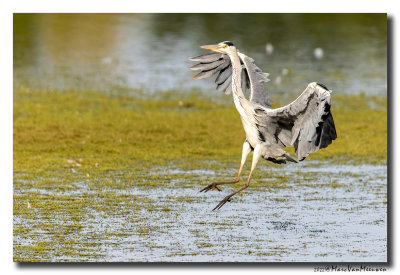 Blauwe Reiger - Grey Heron