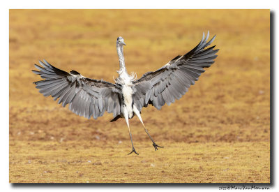 Blauwe Reiger - Grey Heron
