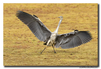 Blauwe Reiger - Grey Heron
