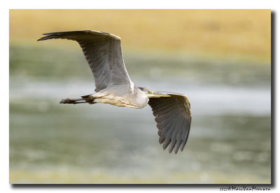 Blauwe Reiger - Grey Heron
