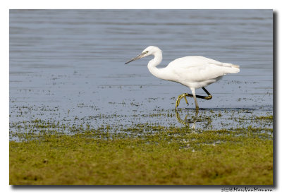 Kleine Zilverreiger - Little Egret