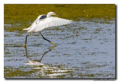 Kleine Zilverreiger - Little Egret