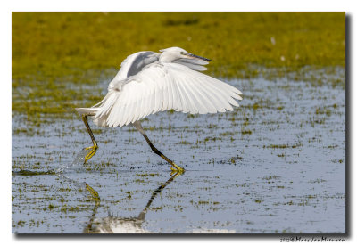 Kleine Zilverreiger - Little Egret
