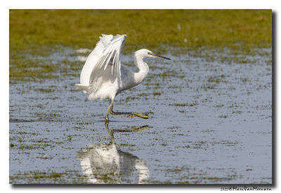 Kleine Zilverreiger - Little Egret