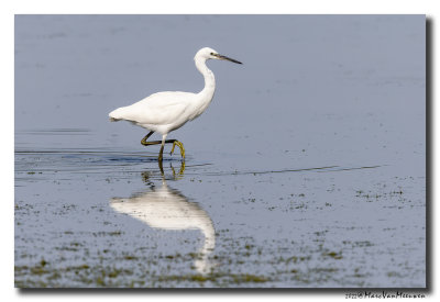 Kleine Zilverreiger - Little Egret