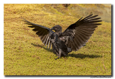 Zwarte Kraai - Carrion Crow