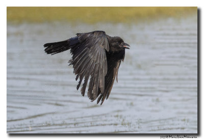 Zwarte Kraai - Carrion Crow