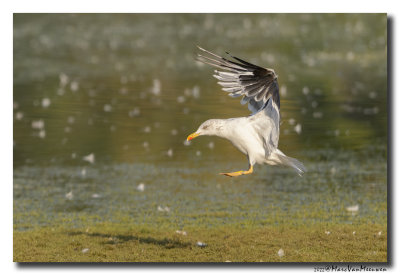 Kleine Mantelmeeuw - Lesser Black-backed Gull