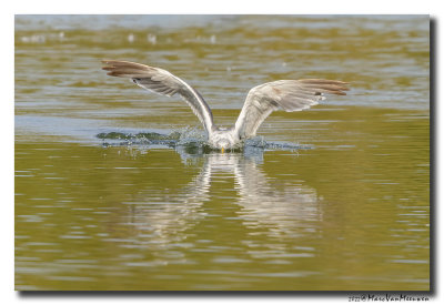 Kleine Mantelmeeuw - Lesser Black-backed Gull