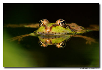 Groene-kikker