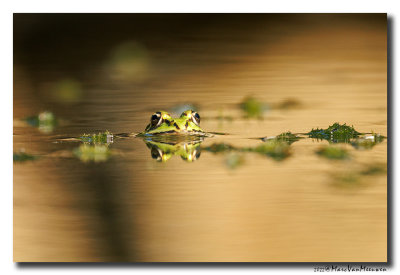 Groene-kikker