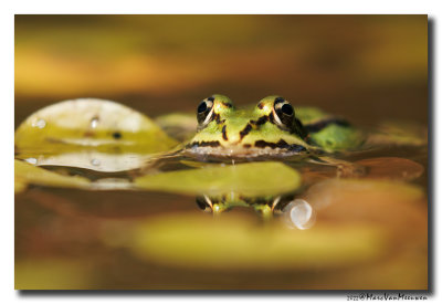 Groene-kikker