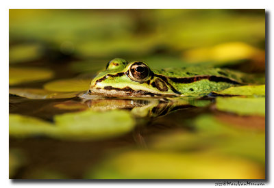 Groene-kikker