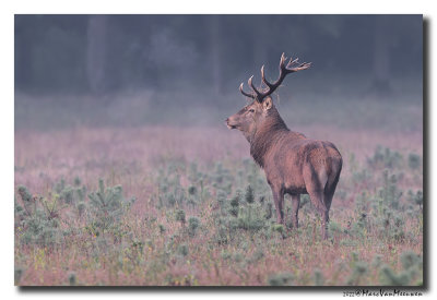 Edelhert - Red Deer