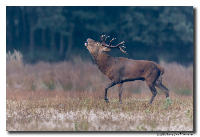 Edelhert - Red Deer