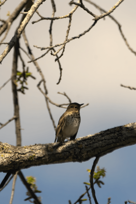 Veery