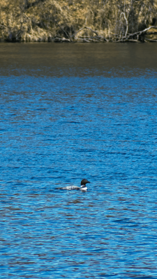 Common Loon - (Gavia immer)
