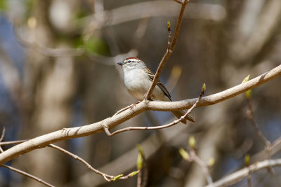 Chipping Sparrow 