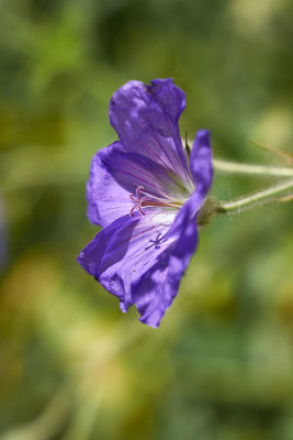 Campanula - Bell Flower