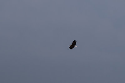 g12/21/102121/3/171086459.Cb24zbob.jpg