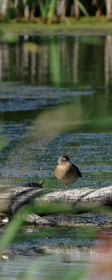 Wood/Carolina Duck