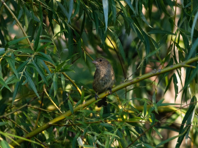 Indigo bunting