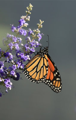 0058-3B9A5491-Monarch Butterfly.jpg