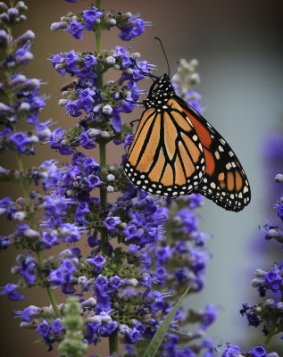 0062-3B9A5714-Chase Tree Blossoms & Monarch Butterfly.jpg