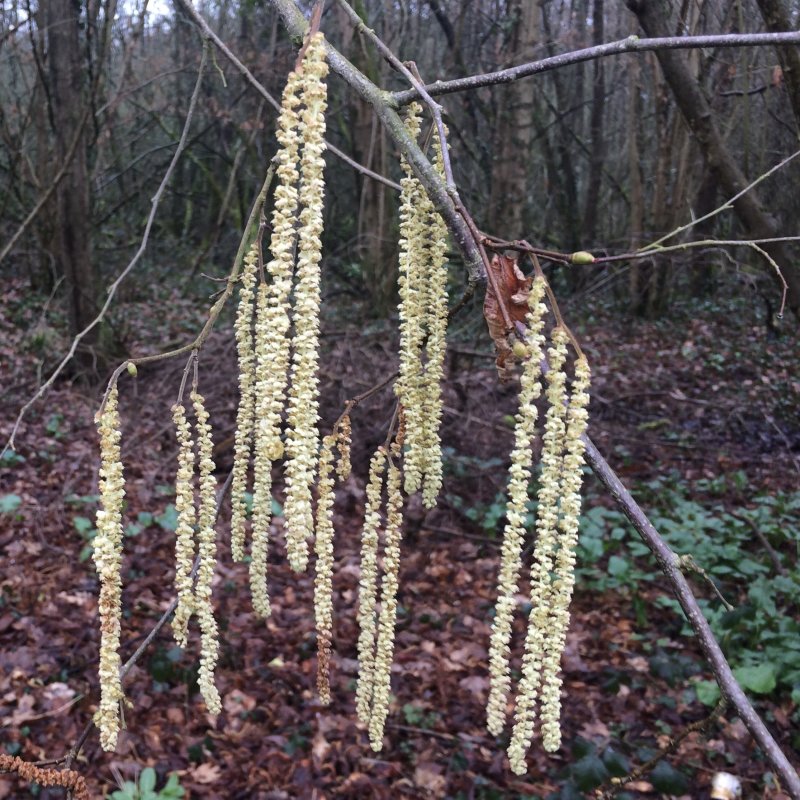 Catkins