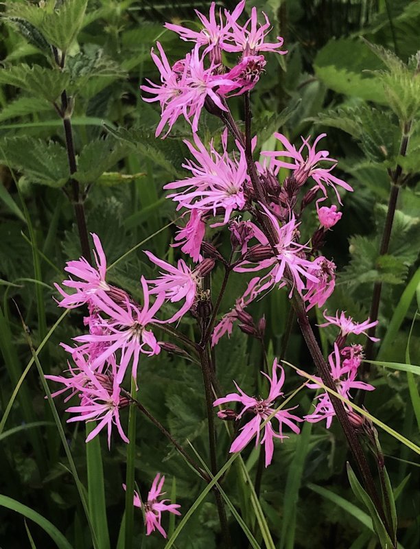Ragged-Robin