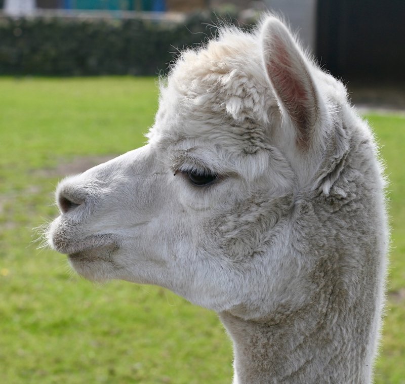 An animal with attitude!